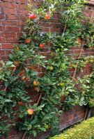 Wall-trained apples - Malus 'Discovery and Malus 'Wintergem'