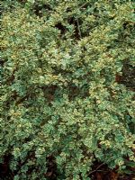 Luma apiculata 'Glanleam Gold'