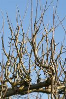 Bare branches of apple trees in the Walled Vegetable Garden, Heale House Gardens, Wiltshire