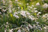 Galanthus nivalis 'Flore Pleno' in frost