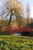 Red Japanese bridge and Eranthis hyemalis - Winter Aconites, Heale House Gardens, Wiltshire