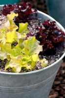 Lettuce growing in a metal bucket with a gravel mulch