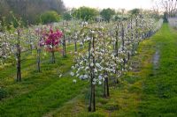 Malus 'John O'Gold' - Apple trees in blossom in orchard with pollinator