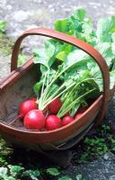 Harvested pot container grown Radish 'Cherry Bell' in trug