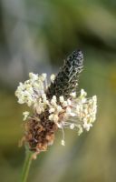 Plantago lanceolata - Ribwort plantain 