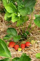 Fragaria - Ripening strawberries mulched with straw in June