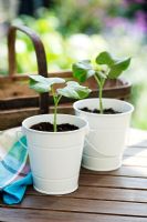 Borlotto Lingua di Fuoco Nano - Borlotti bean seedlings in white enamel pots with garden trug