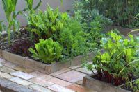 Organic vegetables in raised beds designed for square foot gardening - Beetroot, lettuces, salads, carrots, sweetcorn and broad beans