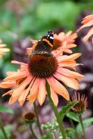 Echinacea 'Sundown', with Painted Lady butterfly, Vanessa cardui - A Chef's Kitchen, RHS Hampton Court Palace Flower Show 2009