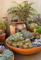 Succulents in bowl shaped pots. Kalanchoe beharensis in pottery pot at rear.