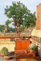 Arbutus tree in corten steel container and bench with various cacti in pots - London roof garden