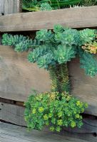 Euphorbia myrsinites trailing from raised bed made from recycled timbers