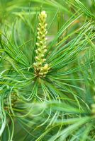 Pinus parviflora 'Shirobana' - Sir Harold Hillier Gardens/Hampshire County Council, Romsey, Hants, UK