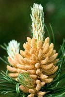Pinus mugo subsp uncinata - Sir Harold Hillier Gardens/Hampshire County Council, Romsey, Hants, UK