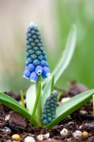 Muscari - Attractive to bees