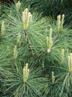 Pinus strobus radiata