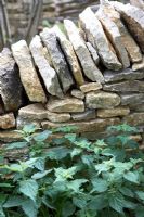 Nettles by dry-stone wall - 'Coppice'. Designers - Matthew Allan and Guy Petheram. Contractors - Hanbeck Natural Stone, Greenmile Trees, Hill Holt Wood, Olson Landscapes, Andy Craig, Clive Braddock, Alison Walling - RHS Hampton Court Flower Show 2009