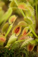 Dionaea muscipula - Venus Flytrap with fly in trap