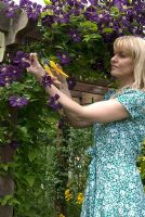 Woman cutting Clematis viticella 'Etoile Violette' for the flower vase