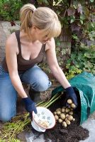 Woman harvesting salad potatoes 'Bambino' grown in patio planter bag