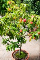 Prunus persica 'Bonanza' - Peach growing in pot