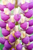 Lupinus Heritage Range Group 'Tom Tom The Piper's Son'