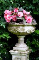 Begonia tuberosa Non-stop Mocca Pink Shades in stone urn