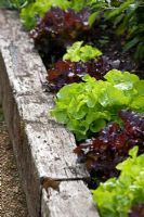 Mixed lettuce growing in a raised bed made from old railway sleepers