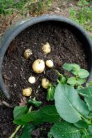 Pot grown new potato 'Accent' first early 