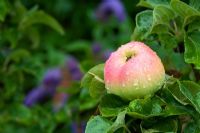 Malus domestica 'Arthur Turner' - Apple