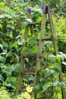 Climbing beans growing over a rustic recycled wooden ladder used as a wigwam