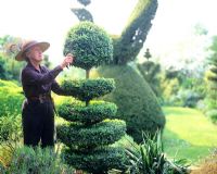 Charlotte Molesworth clipping topiary in her garden, Kent