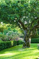 Ancient apple tree in lawn - Cerne Abbas, Dorset
