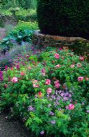 Rosa gallica 'Versicolor', Viola cornuta, Geranium psilostemon, Nepeta and Hosta sieboldiana 'Elegans'. Yew topiary and old low brick dividing wall - Cerne Abbas, Dorset