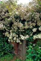 Rosa 'Rambling Rector' on Pig Sty - The Long Barn, Eastnore, Herefordshire
