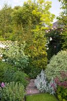 Mixed border with Ilex 'Golden King', Pittosporum 'Variegatum' and Stachys byzantina in pretty secluded suburban garden with co-ordinated design features and colour themed borders - High Trees, NGS, Longton, Stoke-on-Trent, Staffordshire
