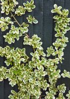 Euonymus Fortunei 'Silver Queen' espaliered on fence - High Trees, NGS, Longton, Stoke-on-Trent, Staffordshire