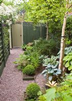 Gravel pathway leading to wooden door and mixed border of Betula underplanted with Hostas in a secluded suburban garden - High Trees, NGS, Longton, Stoke-on-Trent, Staffordshire