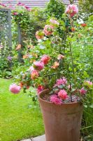 Rosa 'Christopher Marlowe' in a terracotta pot in secluded suburban garden - High Trees, NGS, Longton, Stoke-on-Trent, Staffordshire