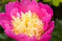 Paeonia 'Bowl of Beauty' - High Trees, NGS, Longton, Stoke-on-Trent, Staffordshire