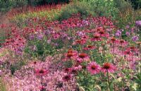 Prairie planting with Echinacea purpurea 'Rubinglow' and 'De Donkente Steel', Panicum 'Rehbraun' and Phlox paniculata 'Blue Evening' - RHS Wisley, Surrey 