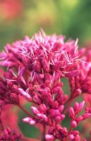 Eupatorium purpureum 'Purple Bush' - Joe Pye weed 