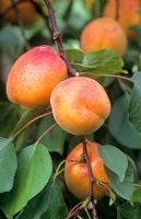 Apricot 'Goldcott'