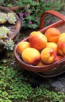 Trug of freshly picked Apricot 'Goldcott'