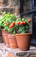 Pots of miniature dwarf tomatoes 'Red Robin' on a windowsill