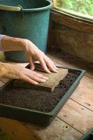 Step by step 2 of sowing tomato seeds - Levelling and firming compost