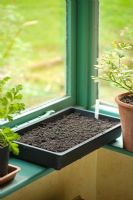 Step by step of sowing tomato seeds - Seed tray placed on window ledge
