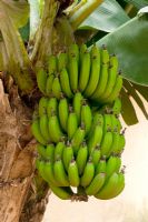 Musa acuminata 'Colla' - Dwarf banana at Hotel Quinta Splendida Botanical Gardens, Madeira, February