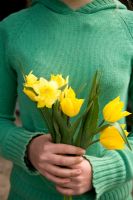 Girl holding Tulipa 'West Point' and Narcissus triandrus - Kate Nicoll's Succession's Nursery, Oxfordshire