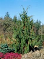 Juniperus recurva var. Coxii
